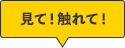 見て！触れて！